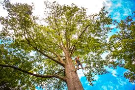 Best Fruit Tree Pruning  in Bradfordville, FL